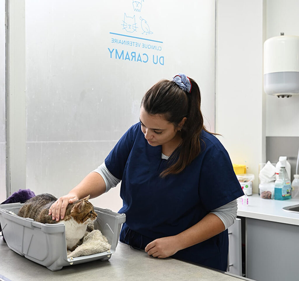 Bienvenue à la clinique vétérinaire du Caramy à Brignoles